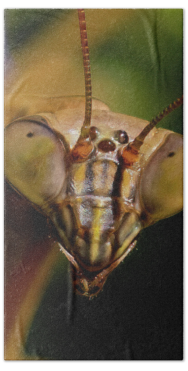 Praying Mantis Bath Towel featuring the photograph Praying Mantis Face  by William Jobes