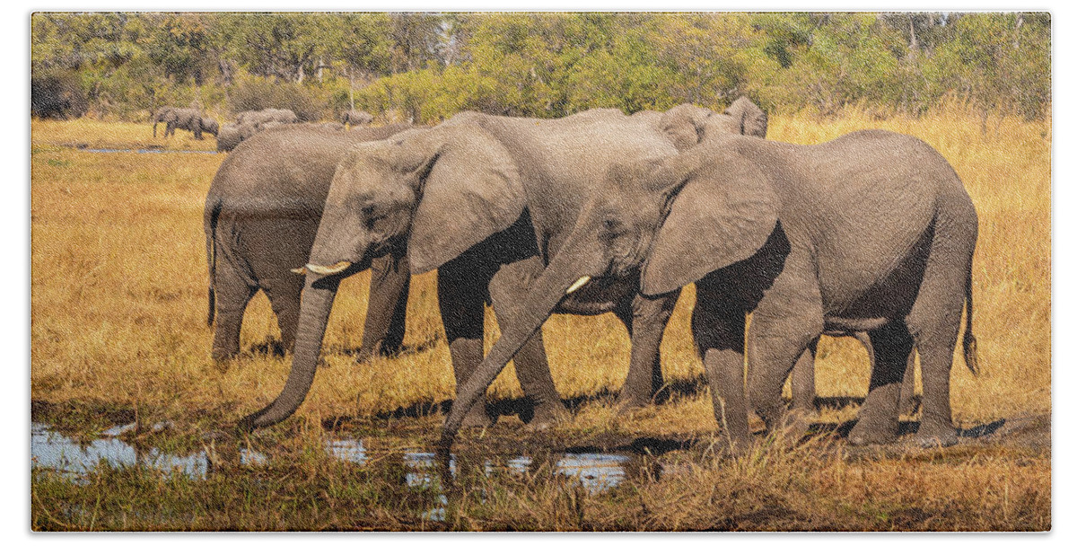 African Elephant Hand Towel featuring the photograph Precious Water For Elephants by Elvira Peretsman