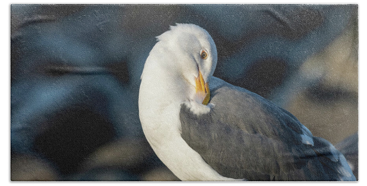 Adult Gull Hand Towel featuring the photograph Preening Western Gull by Robert Potts