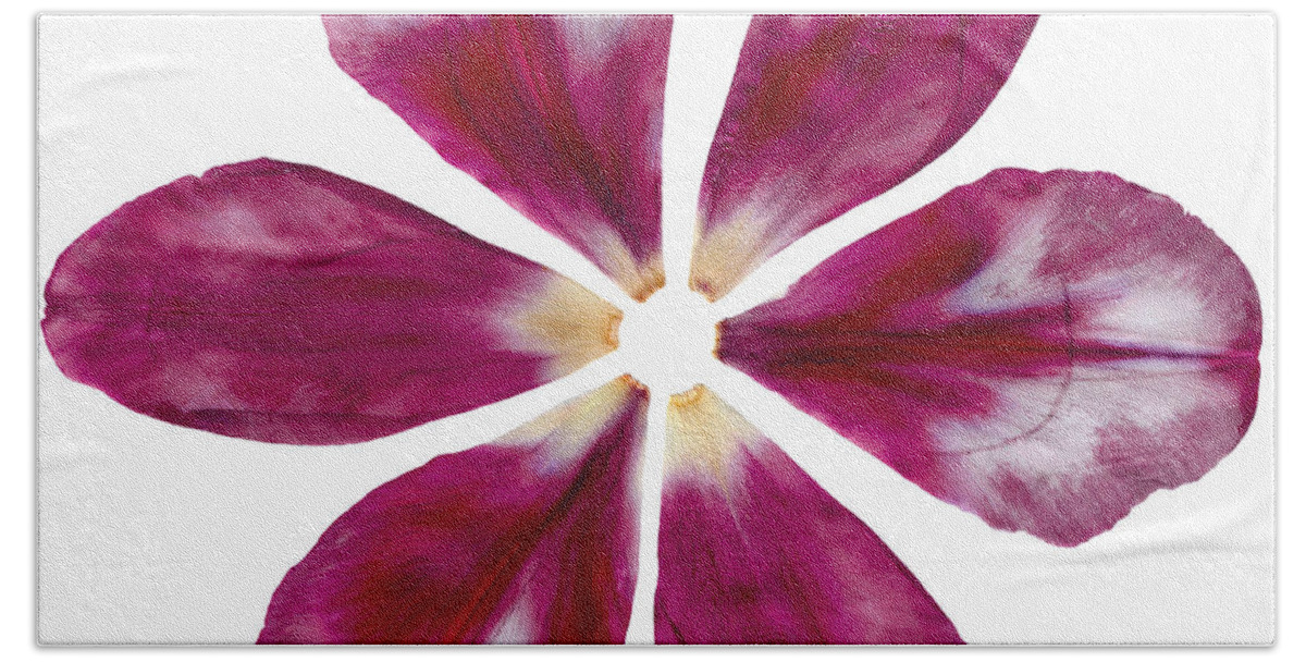 Pink Bath Towel featuring the photograph Pressed Pink Tulip Petals by Michelle Bien