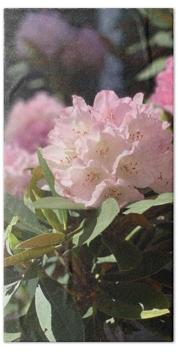 Rhododendron Hand Towel featuring the photograph Pretty in Pink by Juliette Becker