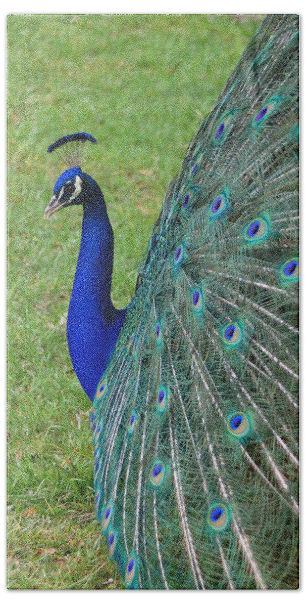 Peacock Hand Towel featuring the photograph Profiling by Suzanne Gaff