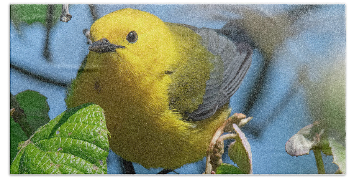 Nature Hand Towel featuring the photograph Prothonotary Warbler DSB0373 by Gerry Gantt