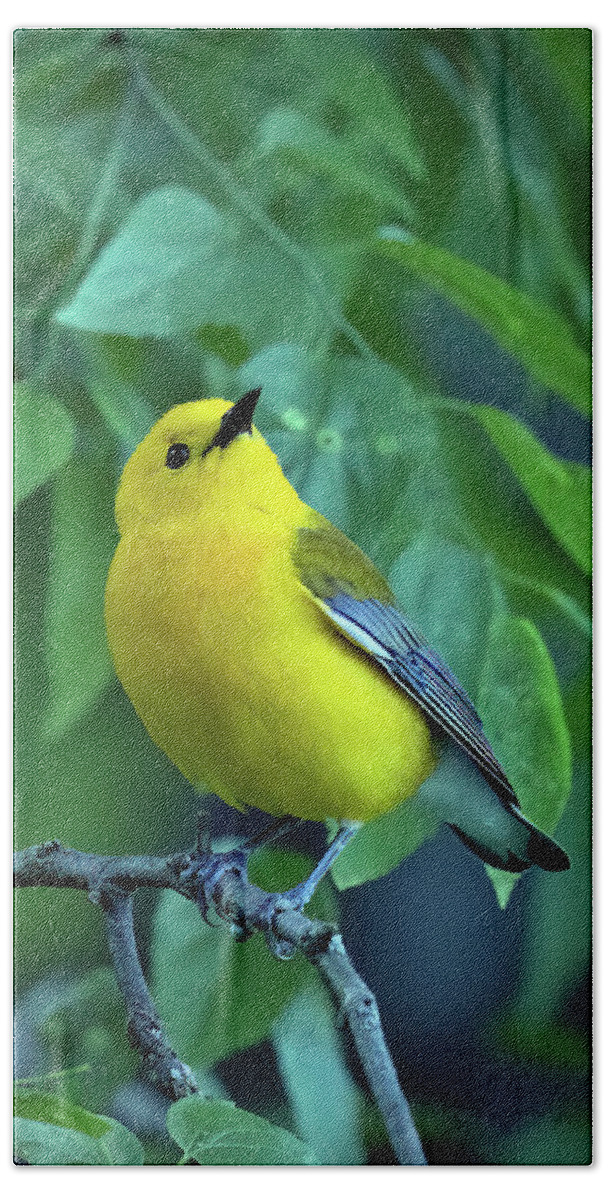 Wildlife Bath Towel featuring the photograph Prothonotary Warbler by Gina Fitzhugh