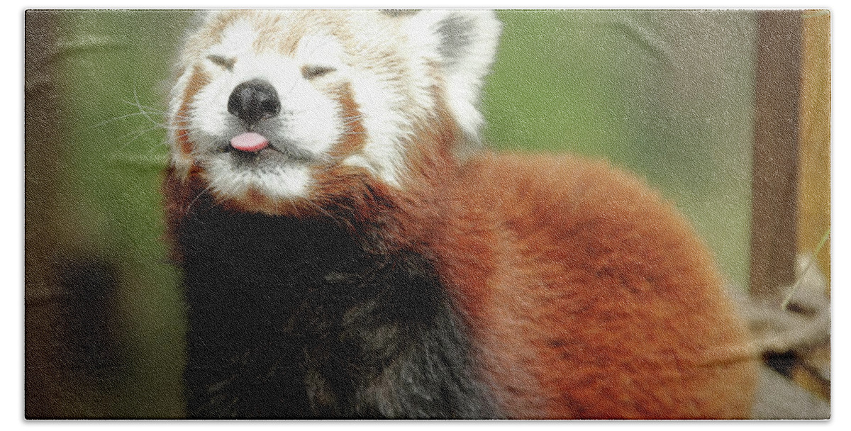 Red Panda Bath Towel featuring the photograph Psssstttt by Lens Art Photography By Larry Trager