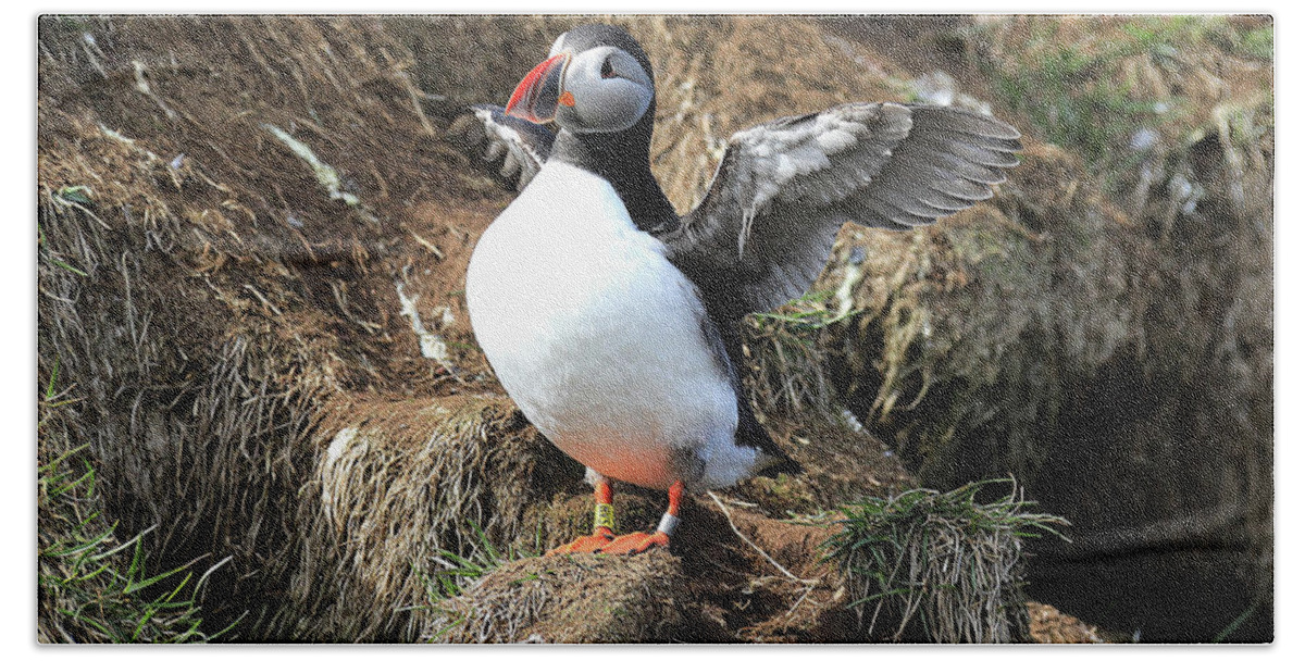 Puffin Bath Towel featuring the photograph Puffin 2 - Northeast Iceland by Richard Krebs