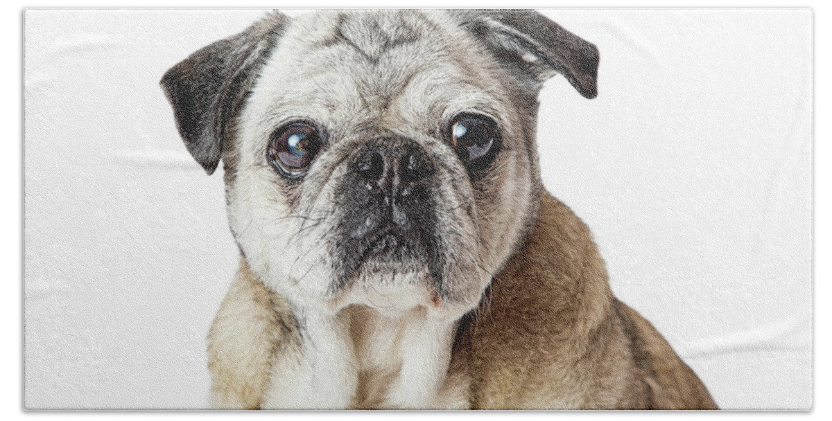 Pug Bath Towel featuring the photograph Pug Dog Close up Looking Forward by Good Focused