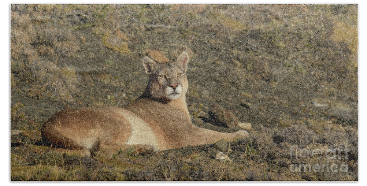 Chile Bath Towel featuring the photograph Puma Basking in the Sun by Patrick Nowotny