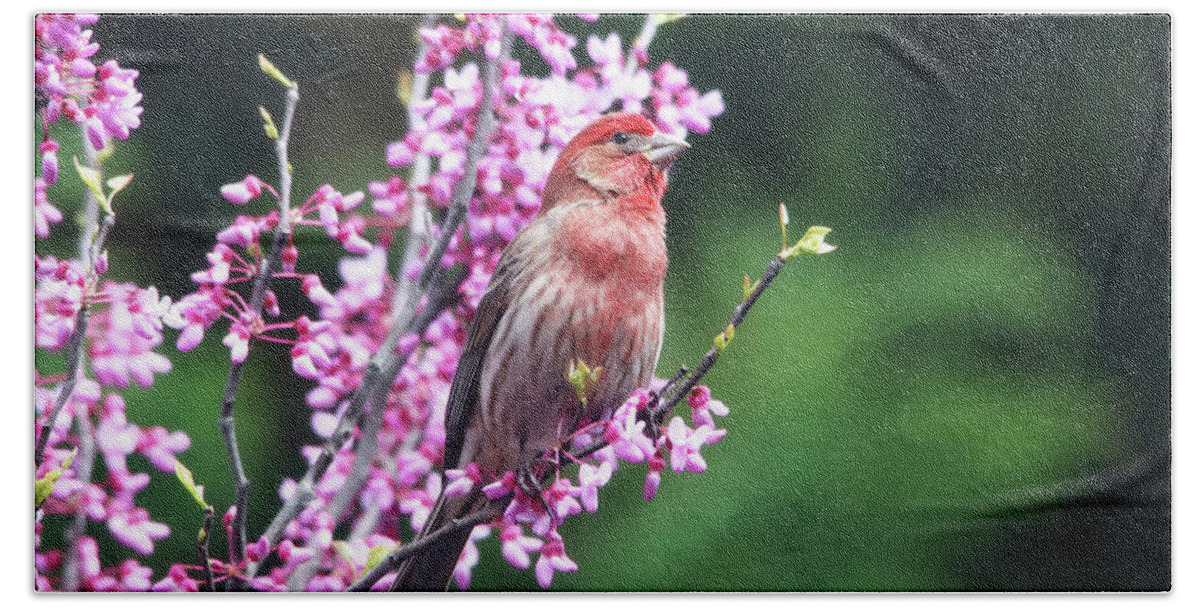 Birds Bath Towel featuring the photograph Purple Finch in the Redbud Tree by Trina Ansel