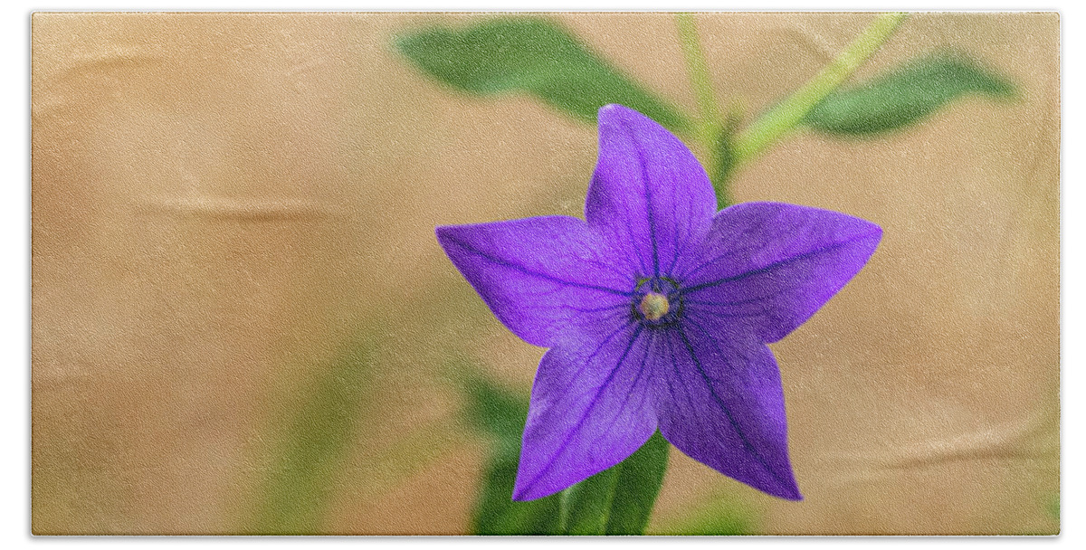 Flower Bath Towel featuring the photograph Purple Flower with Tan by Amelia Pearn