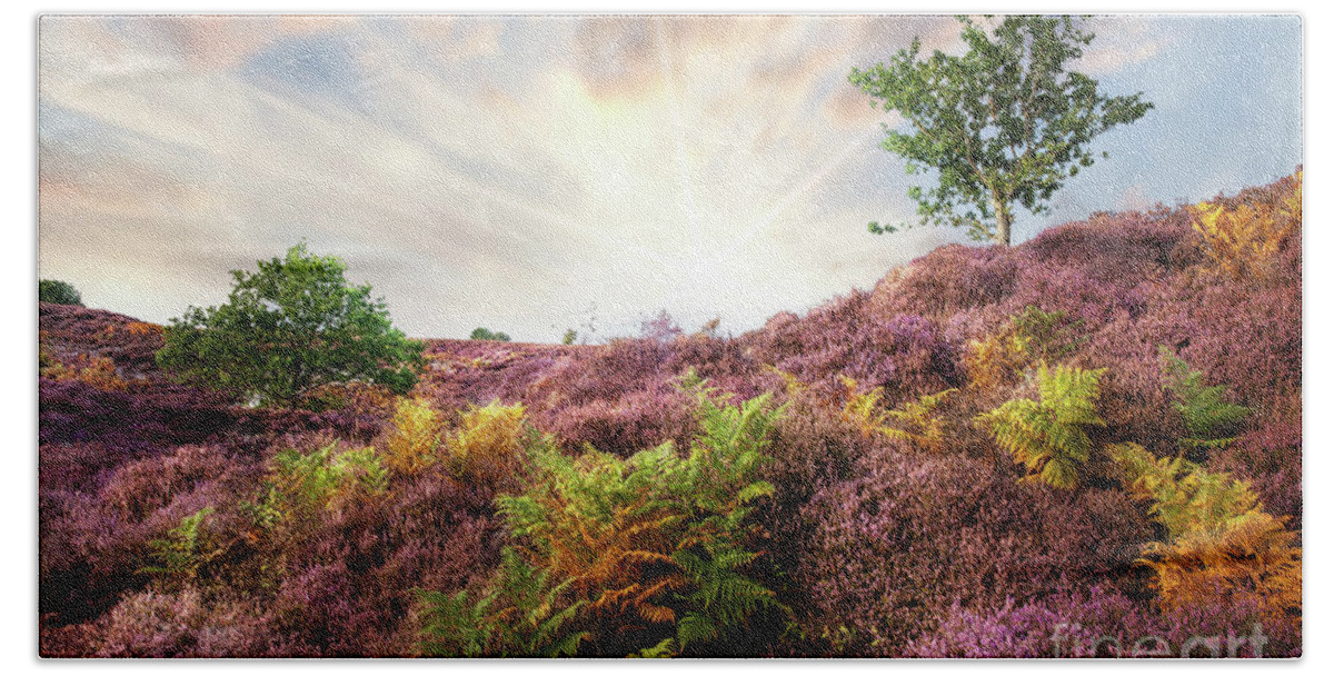 Heather Bath Towel featuring the photograph Purple heather sunrise at Roydon Common Norfolk by Simon Bratt