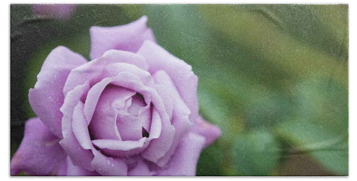Rose Bath Towel featuring the photograph Purple rose by Agnes Caruso