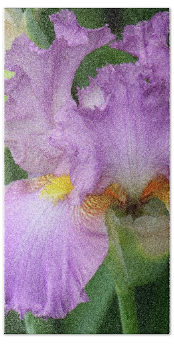 Iris Bath Towel featuring the photograph Purple Ruffled Iris with Yellow by Michelle Mahnke