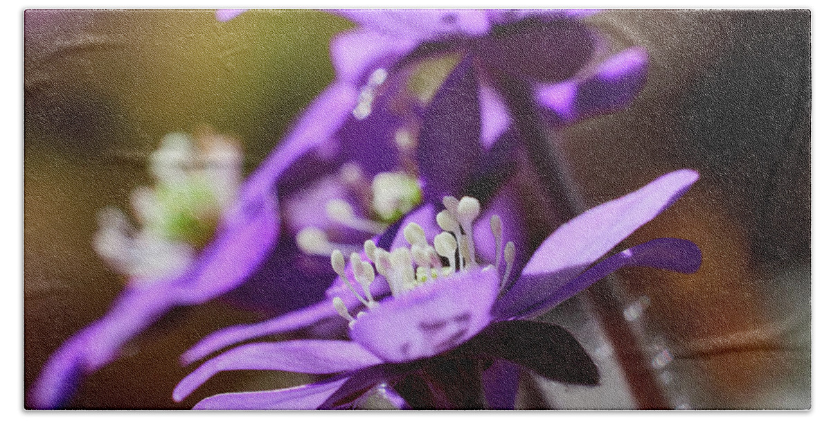 Anemone Hepatica Hand Towel featuring the photograph Purple spring. Hepatica by Jouko Lehto