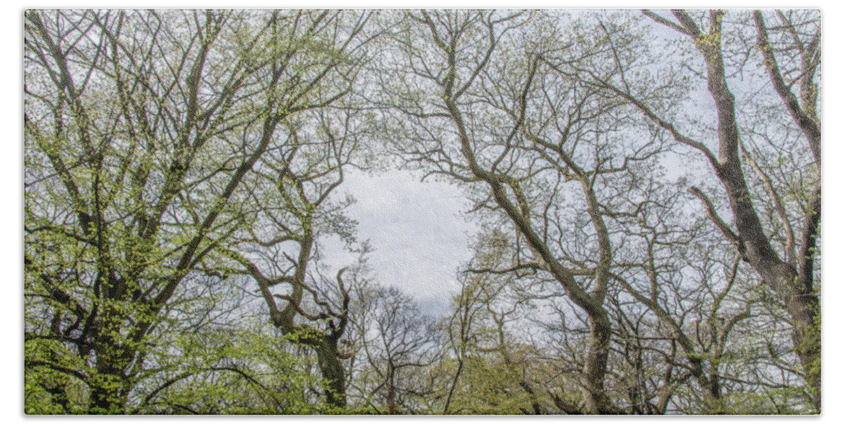 Queen's Wood Hand Towel featuring the photograph Queen's Wood Trees Spring 2 by Edmund Peston