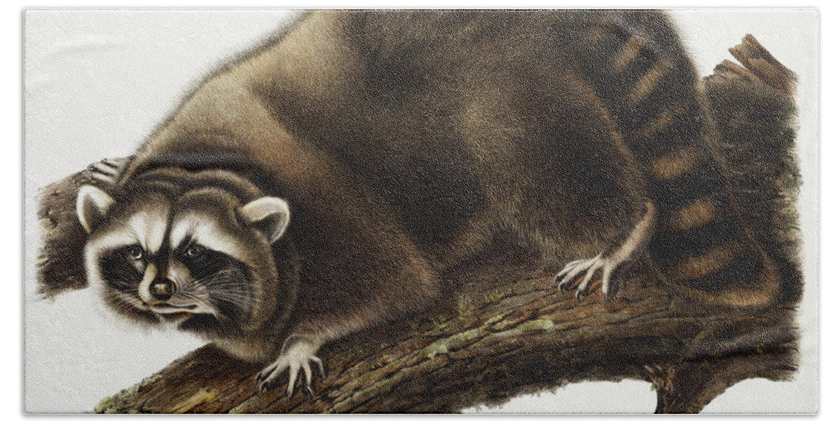 American Hand Towel featuring the mixed media Raccoon. John Woodhouse Audubon Illustration by World Art Collective