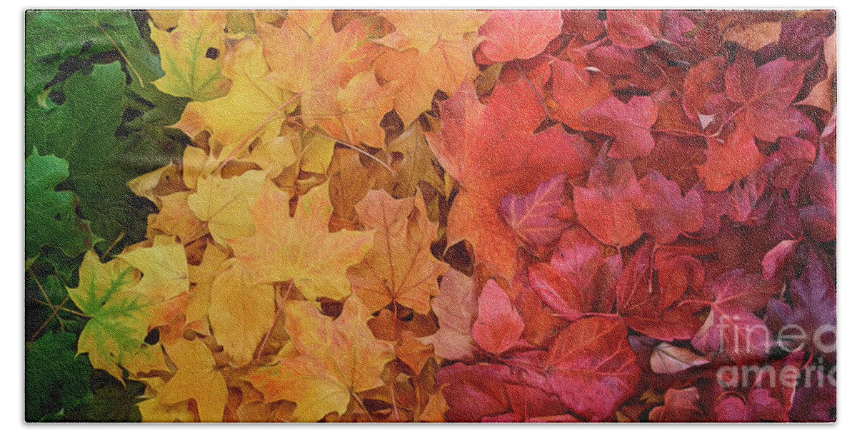 Fall Leaves Hand Towel featuring the photograph Rainbow of Maple Leaves by Naomi Maya