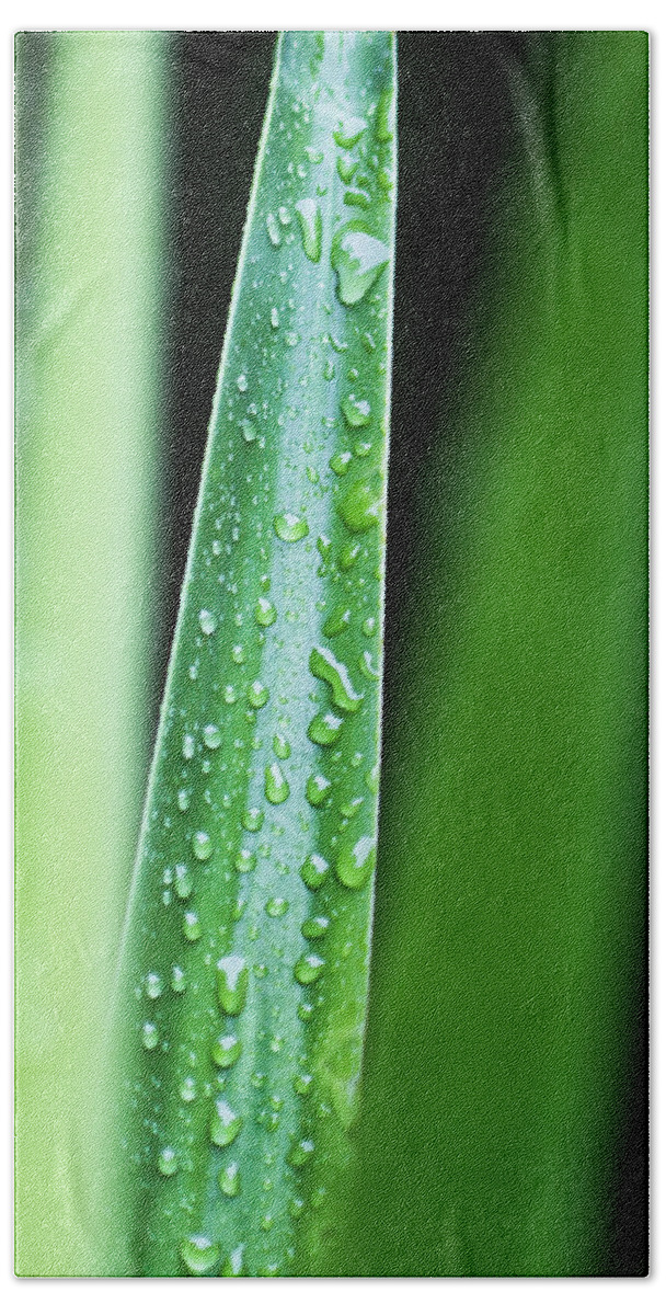 Palmetto Hand Towel featuring the photograph Rainy Day Palmetto by Bob Decker