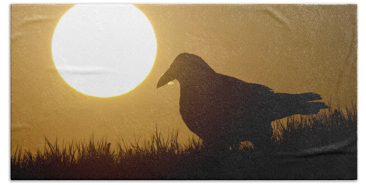 Common Raven Bath Towel featuring the photograph Raven Sunrise by Max Waugh