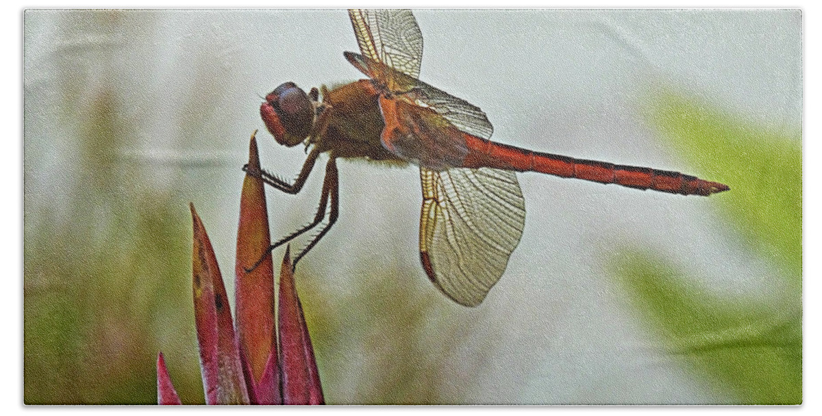 Dragonfly Bath Towel featuring the photograph Ready for takeoff by Bill Barber
