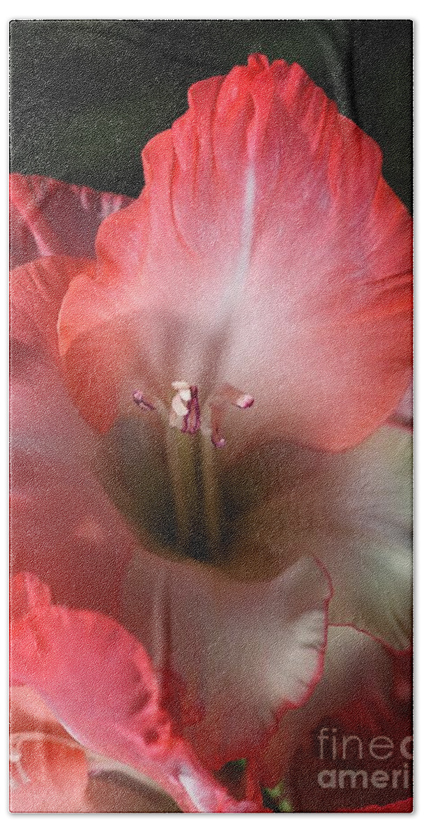 Gladiolus Hand Towel featuring the photograph Red And White Gladiolus Flower by Joy Watson