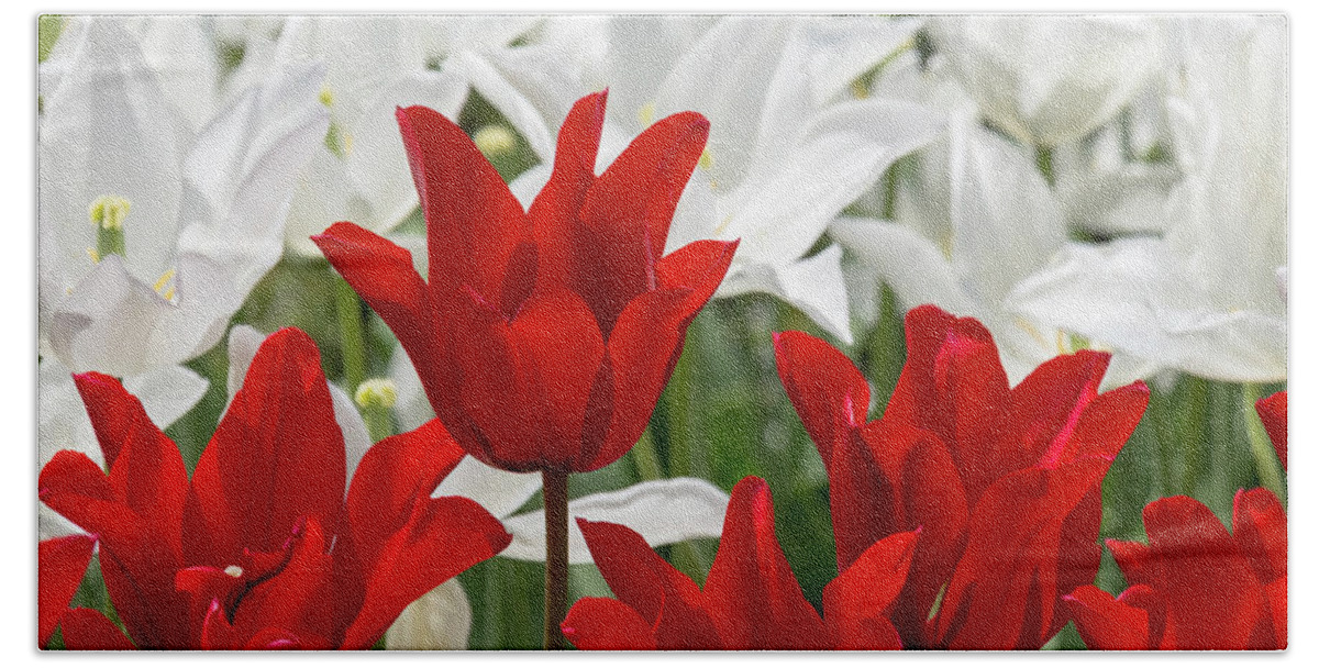Flower Hand Towel featuring the photograph Red and White Tulips by Dawn Cavalieri