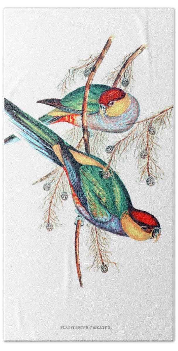 Bird Hand Towel featuring the drawing Red-capped Parakeet by Elizabeth Gould