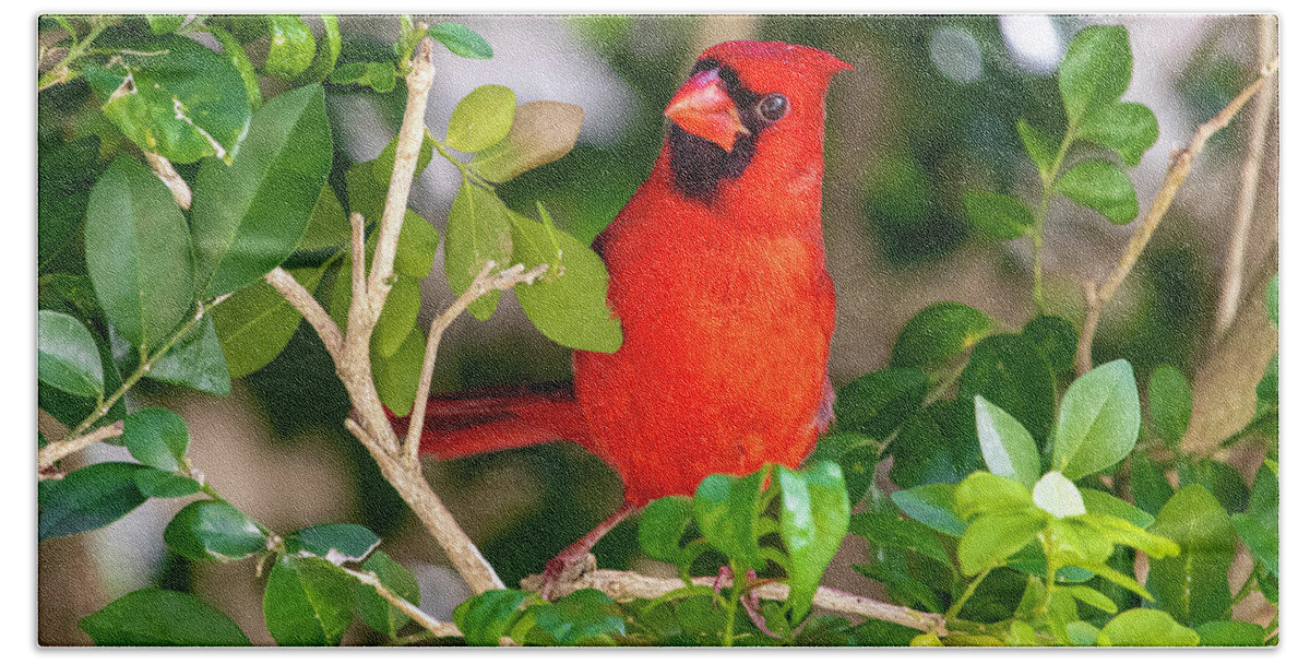 Bird Hand Towel featuring the photograph Red Cardinal Perched by Blair Damson