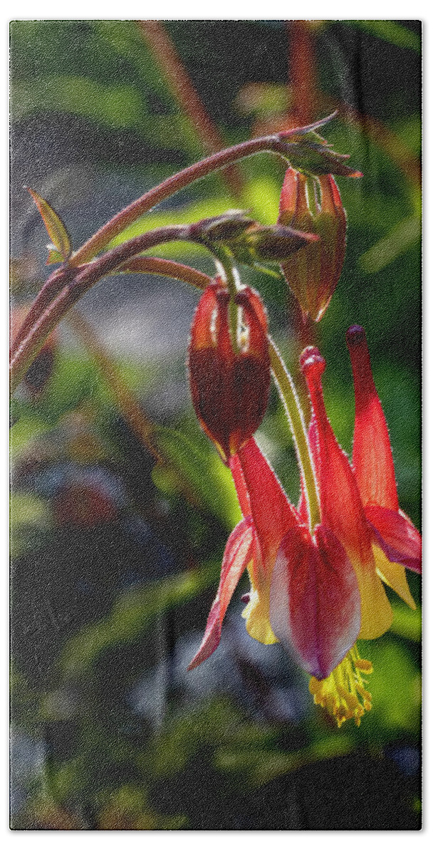 Spring Hand Towel featuring the photograph Red Columbine by Harold Rau