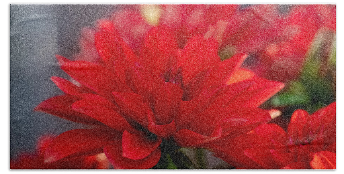 Flower Bath Sheet featuring the photograph Red Dahlia by Linda Bonaccorsi