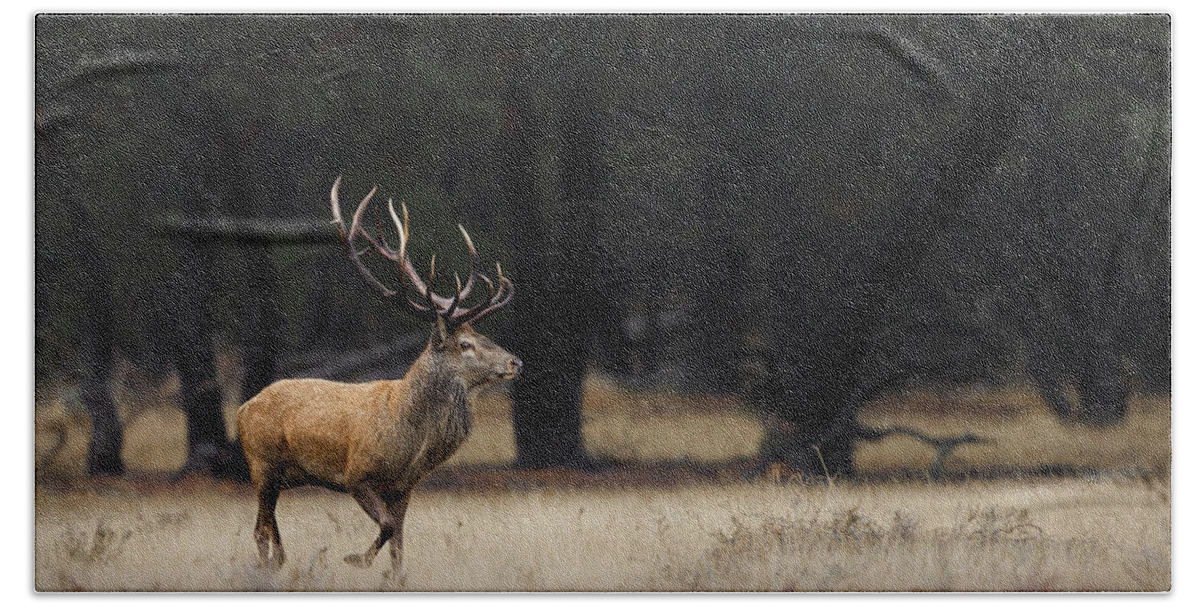 Forest Bath Towel featuring the photograph Red deer in the rain. by Patrick Van Os