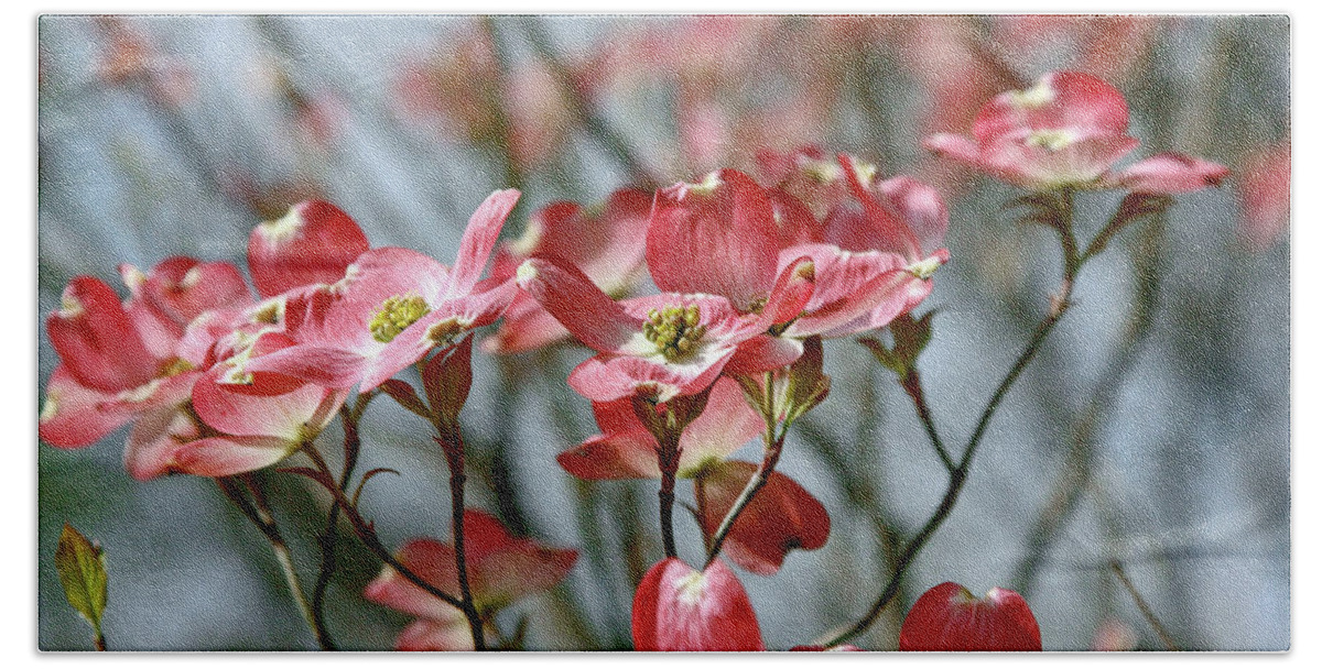 Nature Bath Towel featuring the photograph Red Dogwood by Gina Fitzhugh