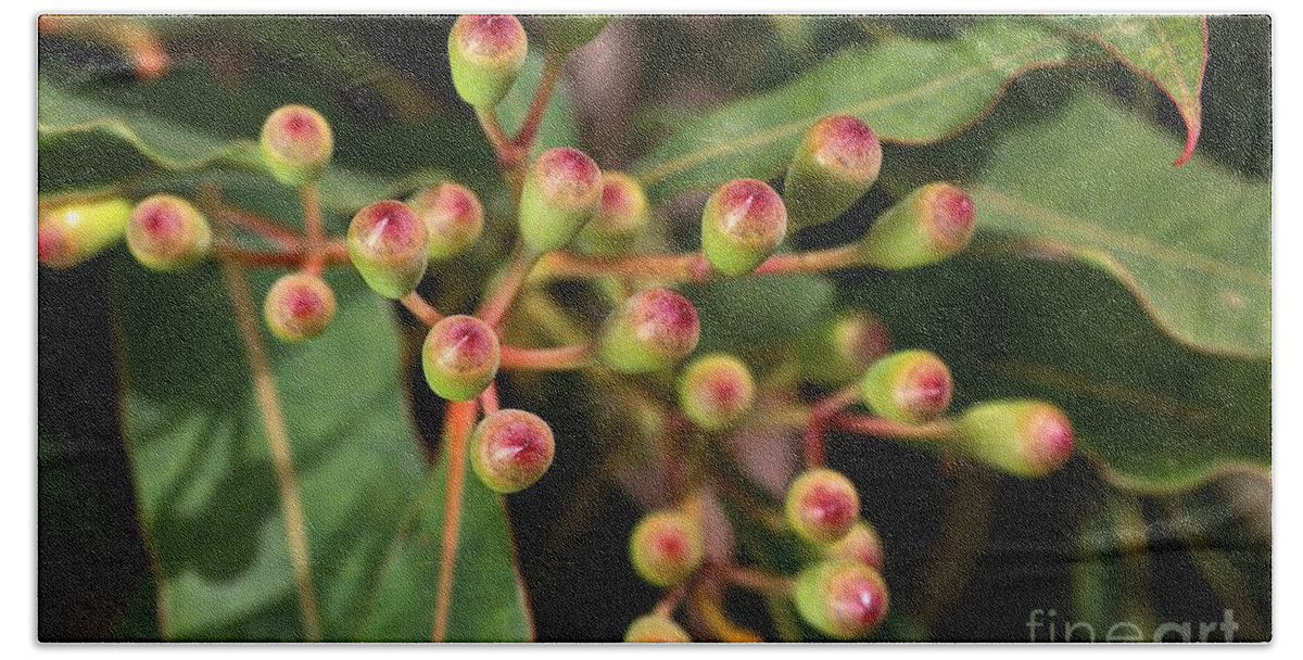 Corymbia Ficifolia Hand Towel featuring the photograph Red Eucalyptus Flower Buds by Joy Watson