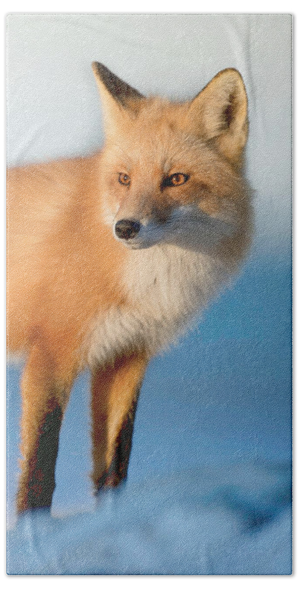 Red Fox Bath Towel featuring the photograph Red Fox in Winter by Susan Hope Finley