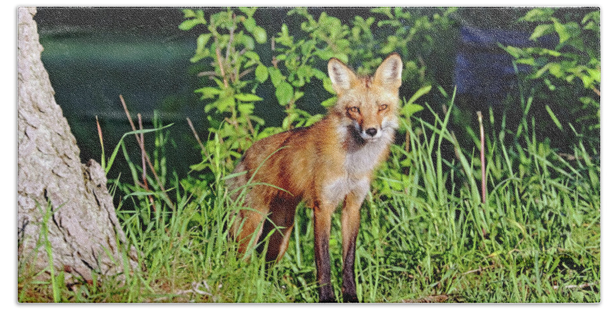 Fox Bath Towel featuring the photograph Red Fox Keeping An Eye Out by Debbie Oppermann