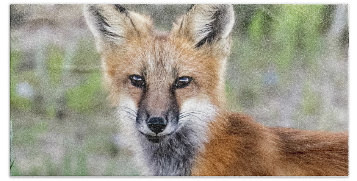 Red Fox Hand Towel featuring the photograph Red Fox Portrait by Dawn Key