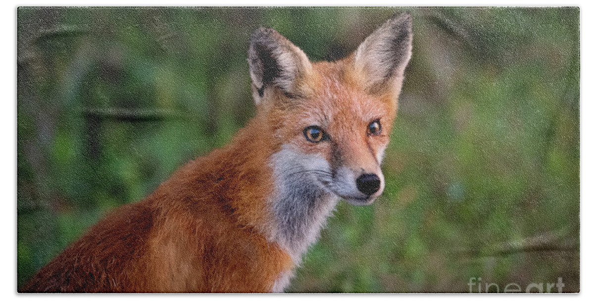 Red Fox Hand Towel featuring the photograph Red Fox Portrait by Rehna George
