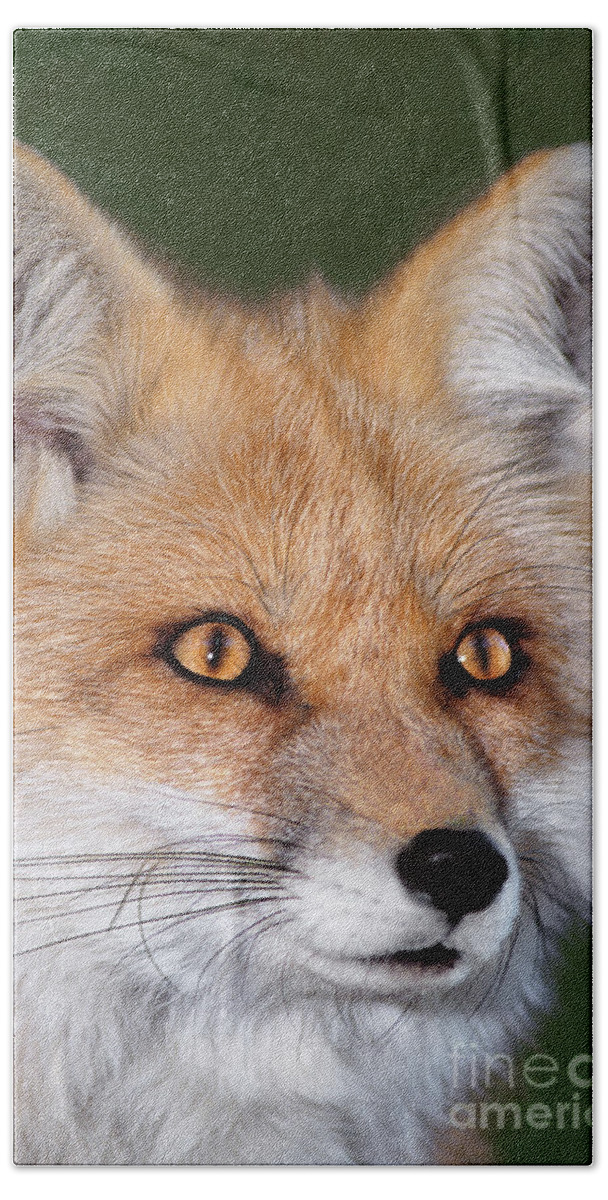 Red Fox Bath Towel featuring the photograph Red Fox Portrait Wildlife Rescue by Dave Welling