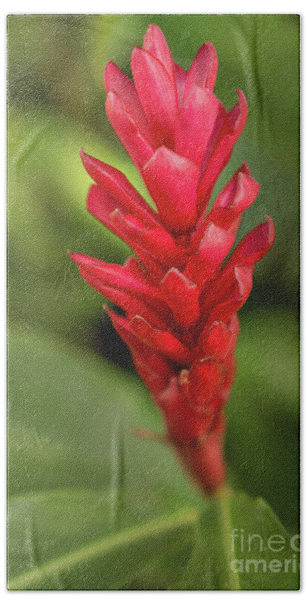 Alpinia Purpurata Bath Towel featuring the photograph Red Ginger in a Kauai Garden by Nancy Gleason