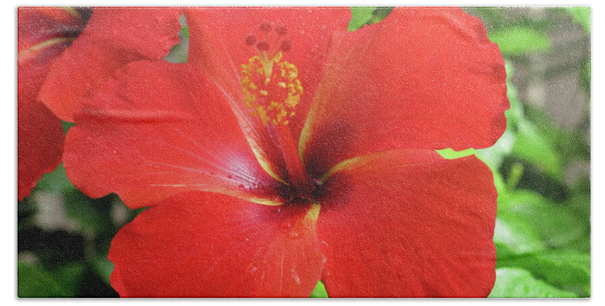 Hibiscus; Red Hibiscus; Flower; Red Flower; Green Leaves; Leaves; Petals; Hawaii; Hawaiian Flowers; Close-up; Red; Green; Horizontal; Bath Towel featuring the photograph Red Hibiscus by Tina Uihlein