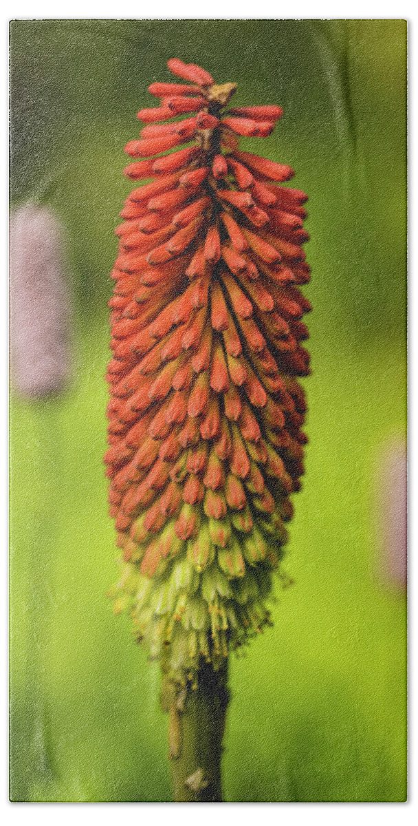 Spring Bath Towel featuring the photograph Red hot poker by Average Images