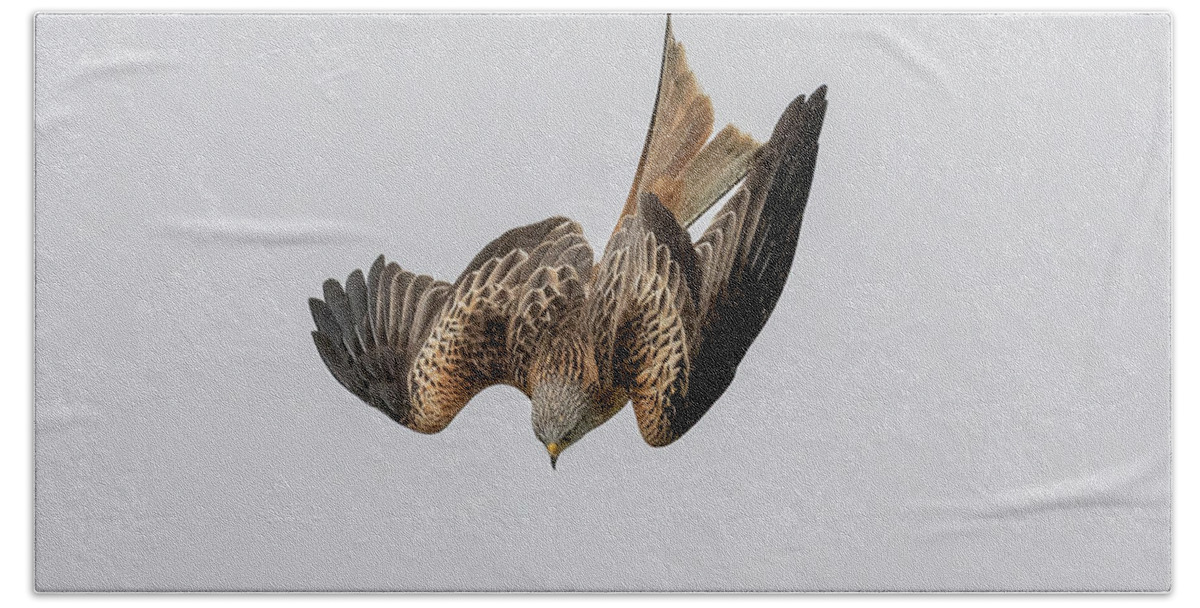 Red Kite Hand Towel featuring the photograph Red Kite Diving by Mark Hunter