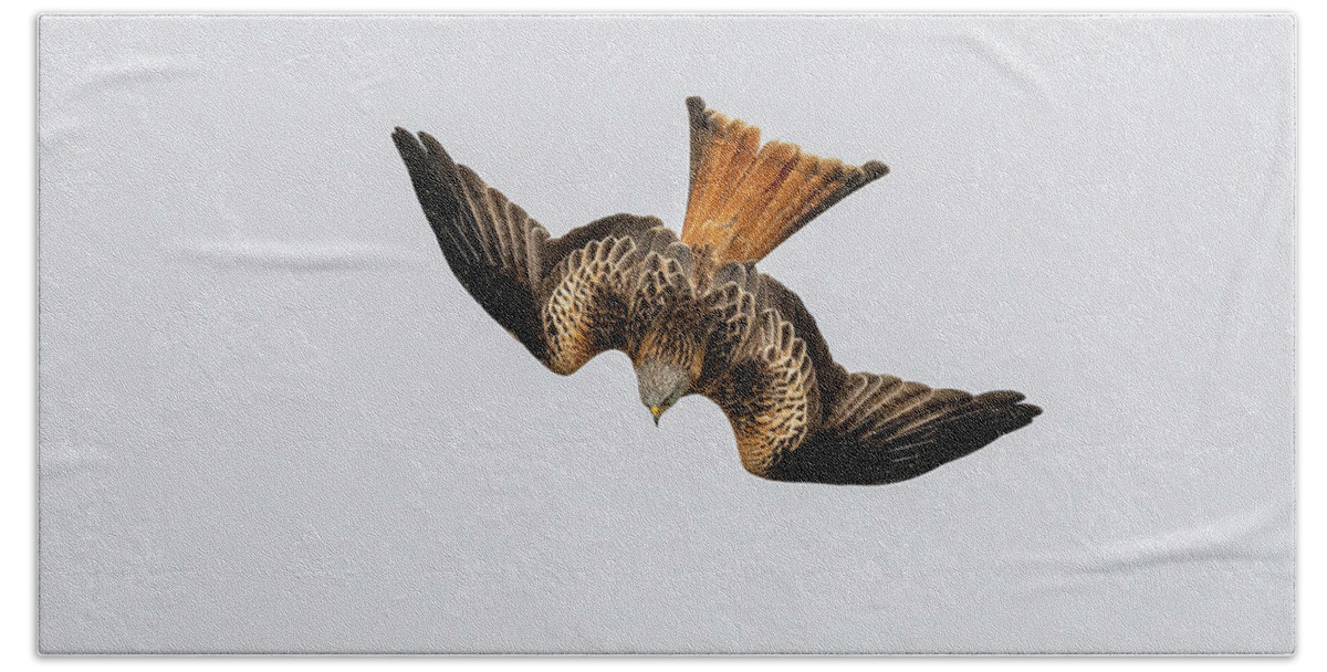 Kite Hand Towel featuring the photograph Red Kite diving with open wings by Mark Hunter