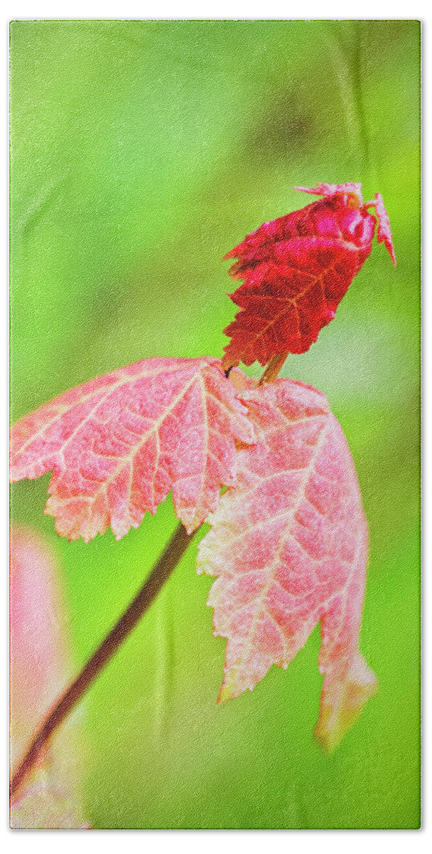 Leaf Bath Towel featuring the photograph Red Leaves in the Croatan Forest by Bob Decker