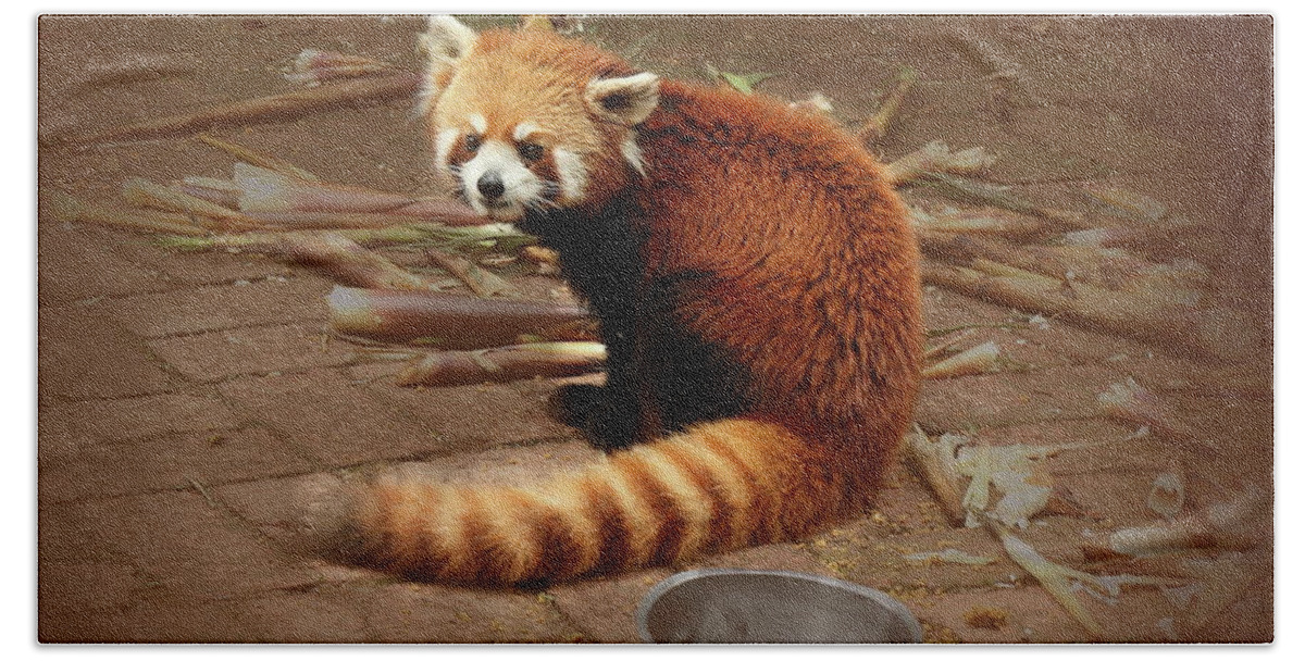 Red Panda Bath Towel featuring the photograph Red Panda by Mingming Jiang