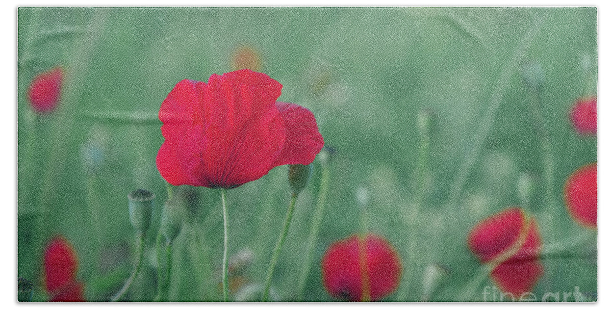 Poppy Hand Towel featuring the photograph Red poppy flower on green background by Jelena Jovanovic