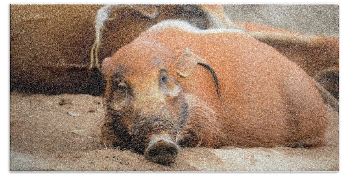 Hog Bath Towel featuring the photograph Red River Hogs by Debra Kewley