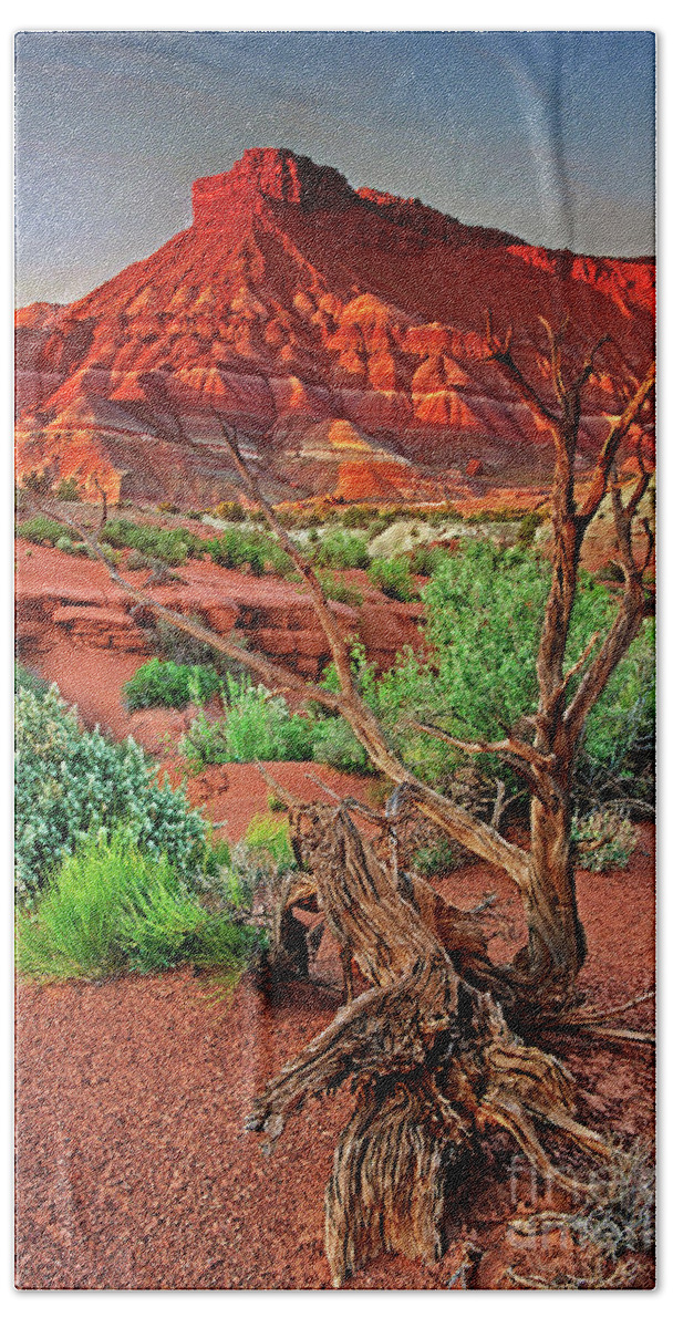 North America Bath Towel featuring the photograph Red Rock Butte And Juniper Snag Paria Canyon Utah by Dave Welling