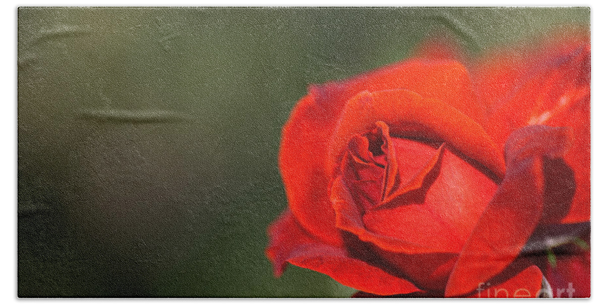 Floribunda Rose Bath Towel featuring the photograph Red Romance Rose by Joy Watson
