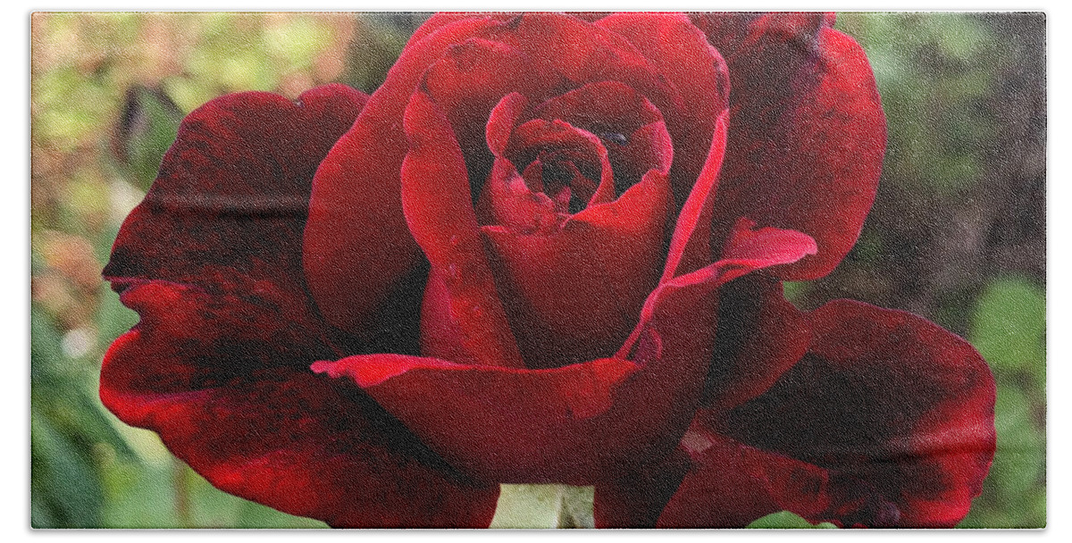 Plant Bath Towel featuring the photograph Red Don Juan Rose in Clayton North Carolina by Catherine Ludwig Donleycott